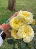 HOA HỒNG