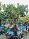 CÂY BƯỞI