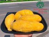 Cây Sầu Riêng