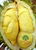 Cây Sầu Riêng