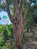 Cây Trứng Gà