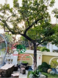 Cây Trứng Gà