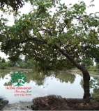 Cây Khế
