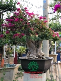 Hoa Giấy