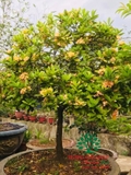 CÂY HOA MẪU ĐƠN TA (TRUYỀN THỐNG)