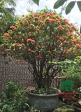 CÂY HOA MẪU ĐƠN TA (TRUYỀN THỐNG)