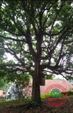 Cây Dâu Da Đất