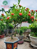 CÂY HOA MẪU ĐƠN TA (TRUYỀN THỐNG)