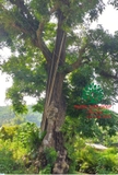 CÂY NHỘI