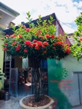 CÂY HOA MẪU ĐƠN TA (TRUYỀN THỐNG)