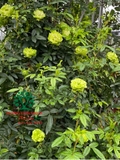 HOA HỒNG