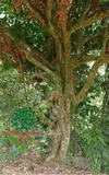 Cây Dâu Da Đất
