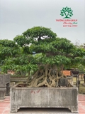 Bonsai 88