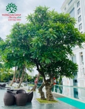 Cây Đại
