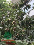 Cây Hồng Xiêm