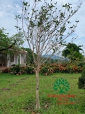 CÂY HOA MỘC HƯƠNG
