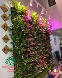 Vườn trên tường 21