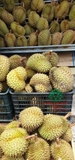 Cây Sầu Riêng