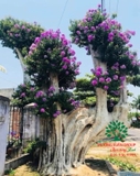 Cây Bằng Lăng