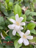 Cây Hoa Nguyệt Quế
