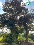 Cây Vú Sữa