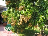 Cây Nhãn