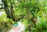 CÂY VỐI