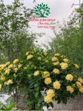 CÂY HOA MẪU ĐƠN TA (TRUYỀN THỐNG)