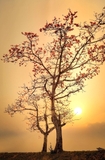 Cây Gạo