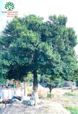Hoa Lan Tiêu