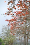 Cây Gạo