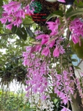 Hoa Lan