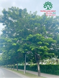 CÂY SAO ĐEN