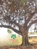 Cây Vú Sữa