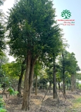 Cây Bồ Quân