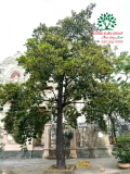 Cây Chay