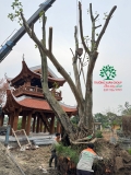 Thi công thực tế Chùa Đào Thục