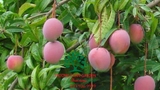 Cây Xoài