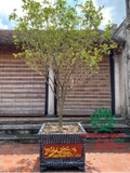 CÂY HOA MỘC HƯƠNG