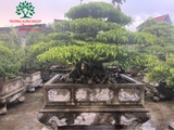 Bonsai 98