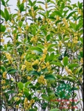 CÂY HOA MỘC HƯƠNG