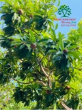 Cây Hồng Xiêm