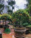 CÂY HOA MẪU ĐƠN TA (TRUYỀN THỐNG)