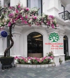 Hoa Giấy