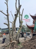 Thi công thực tế Chùa Đào Thục