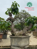Bonsai 83