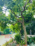 Cây Khế