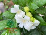 Cây Hoa Nguyệt Quế