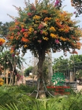 Hoa Giấy