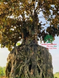 Cây Vú Sữa